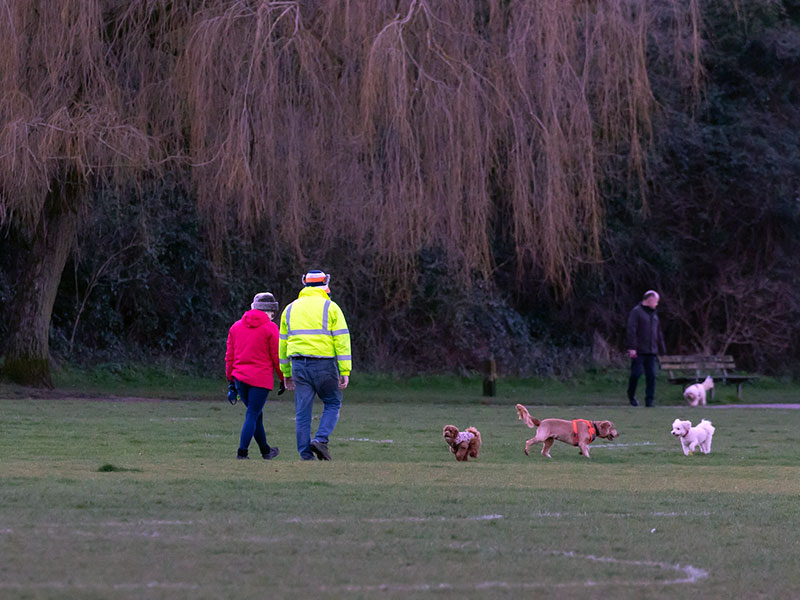 Muddy Paws Welcome: The Ultimate Guide to Dog Walking in the Quantocks (And Where to Dry Off)